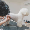 Matsui Matte Black Ultimate Dog Grooming Scissor Set