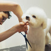 Matsui Matte Black Select Dog Grooming Scissor Set
