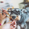Matsui Dog Grooming 24 Tooth Texturising Scissor